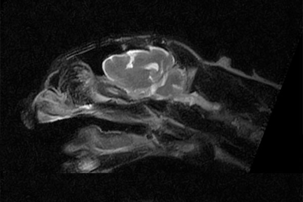 猫の脳腫瘍