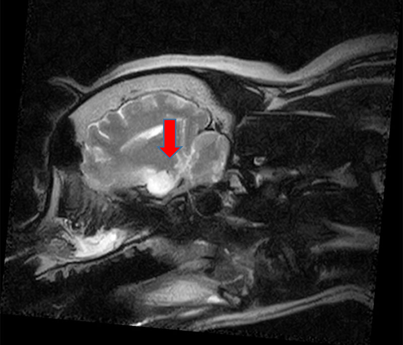 犬の脳腫瘍